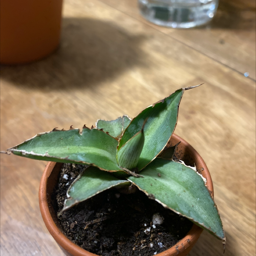 Close-up of a small potted century plant succulent with green serrated leaves showing some browning at the tips, in terracotta pot.