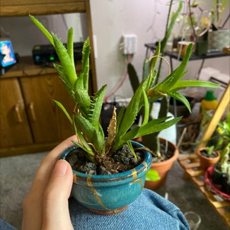 Tiger Tooth Aloe plant in Somewhere on Earth
