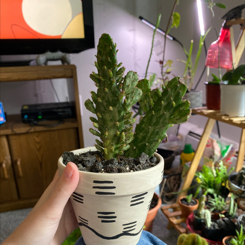 A healthy Variegated Joseph's Coat plant in a decorative pot, held by a hand.