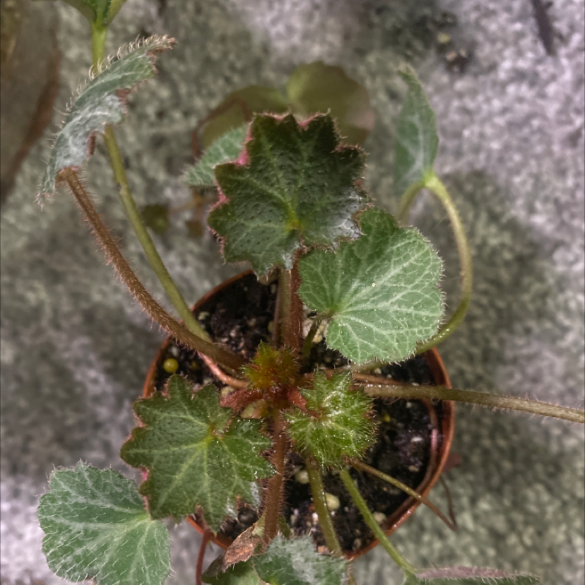 Strawberry Begonia plant in a small pot with healthy leaves.