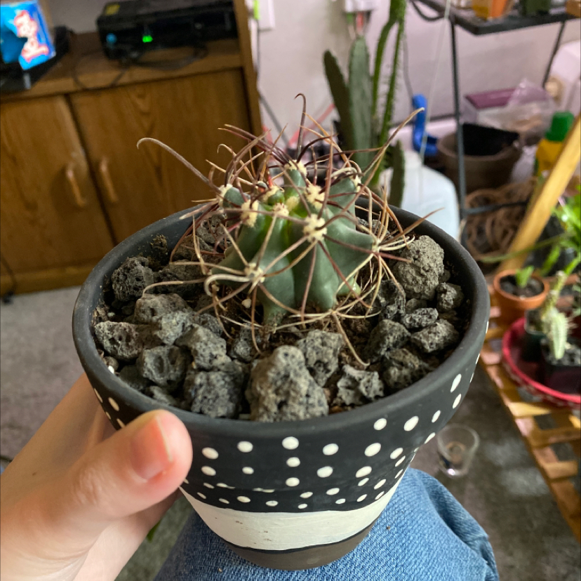 Candy barrel cactus in a pot with rocky soil, held by a hand.