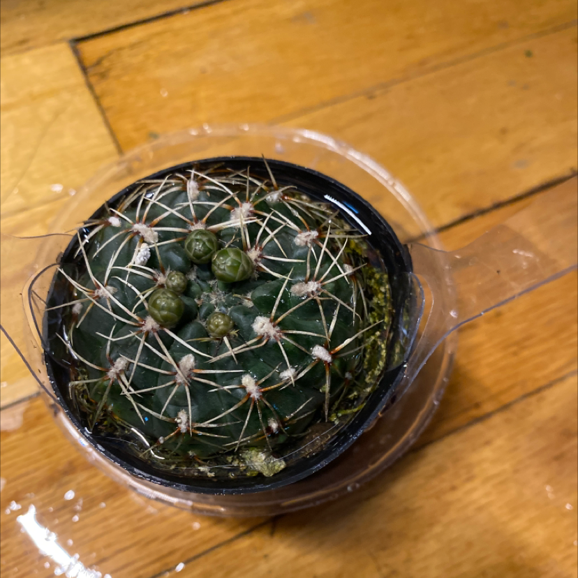 Image of a healthy Little Nipple Cactus in a small container.