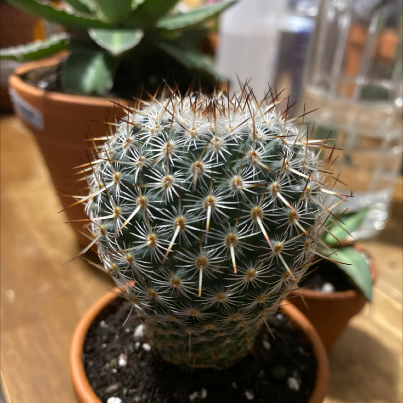 A healthy Mammillaria Haageana cactus in a small pot with visible soil.