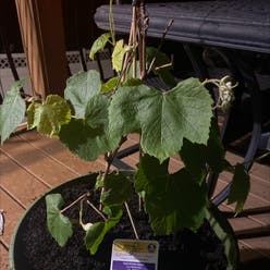 grapes plant