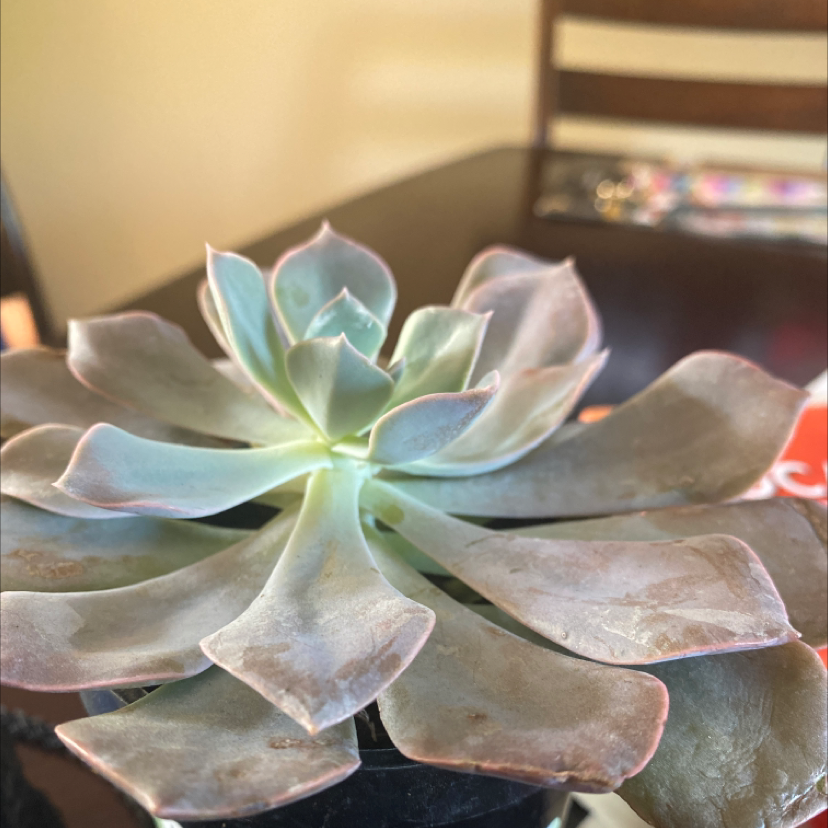 Image of a Graptoveria 'Debbie' succulent with slightly discolored leaves and browning tips.