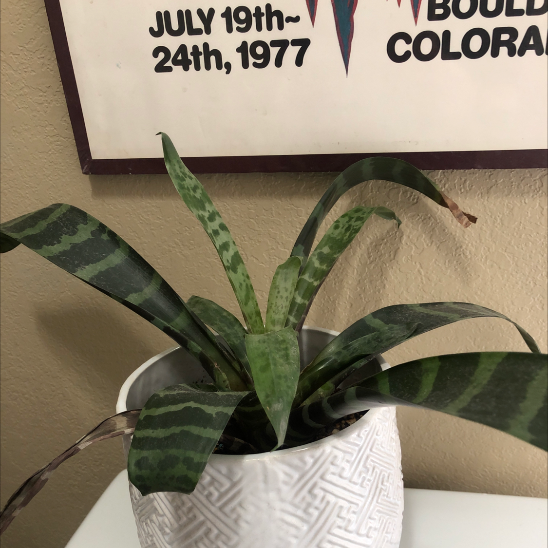 Photo of the plant species Flaming Sword Bromeliad by @Smittens22 named Marilyn on Greg, the plant care app