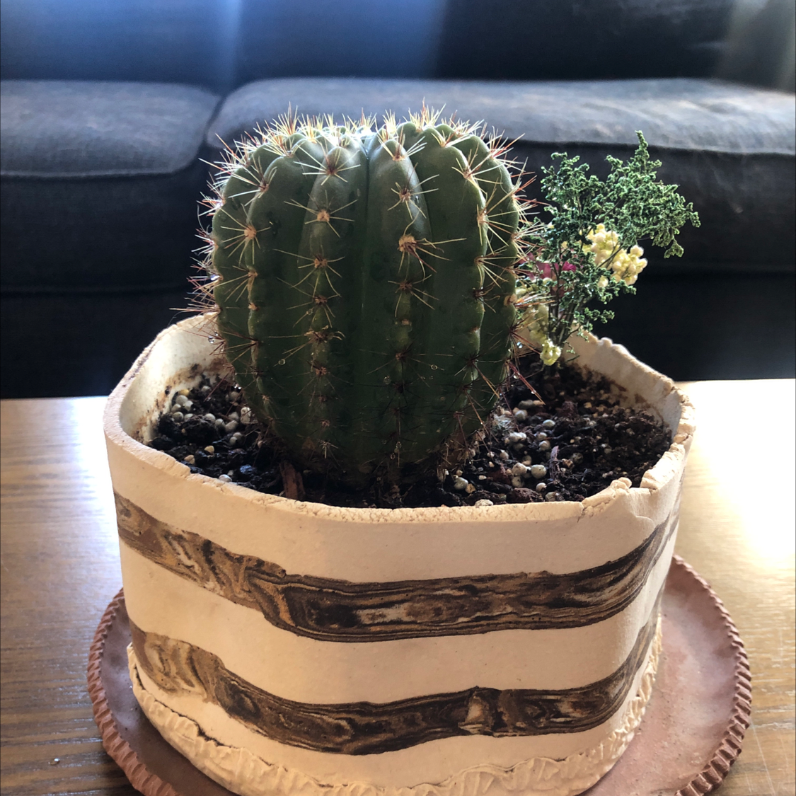 Photo of the plant species Sonora Barrel by @Smittens22 named Bruce on Greg, the plant care app