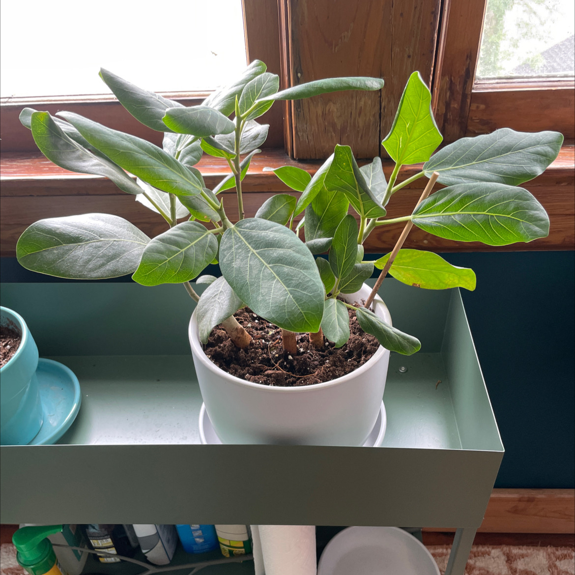 Healthy Audrey Ficus plant in a white pot on a shelf near a window.