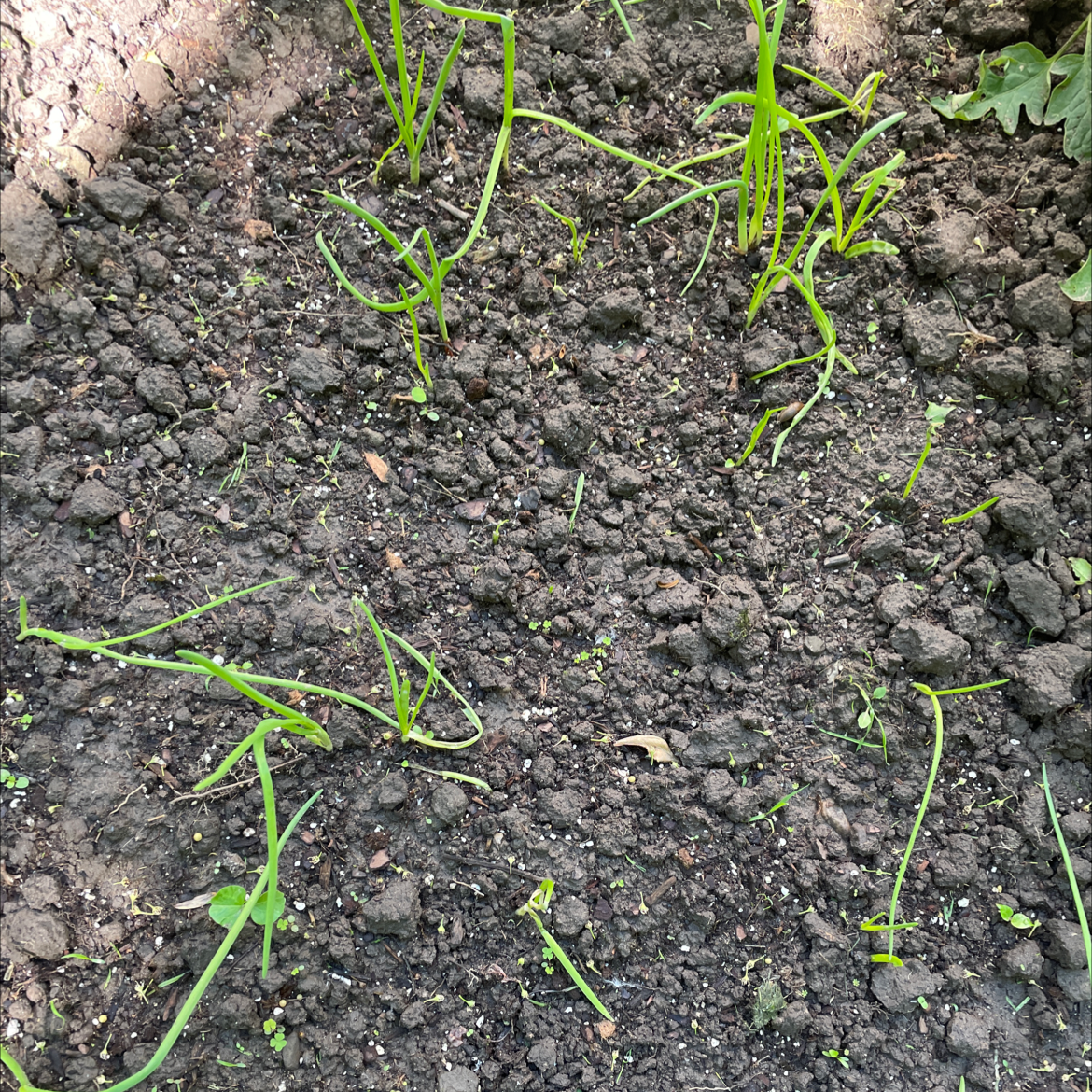 Photo of the plant species small onion by @PrizedPersia named Your plant on Greg, the plant care app