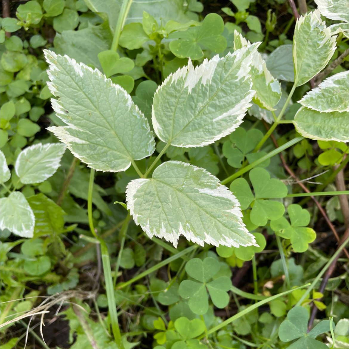 Variegated leaves of Bishop's Goutweed with green centers and white edges.