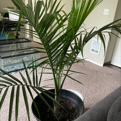 Majesty Palm plant