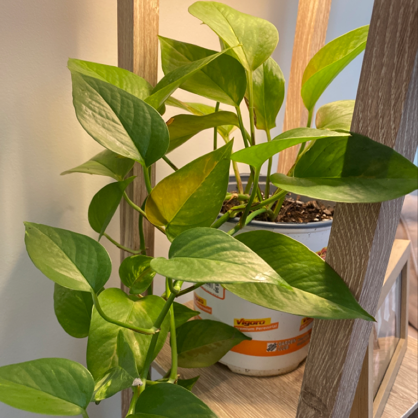 Healthy Jade Pothos plant with bright green, waxy, variegated leaves in a white pot near a window.
