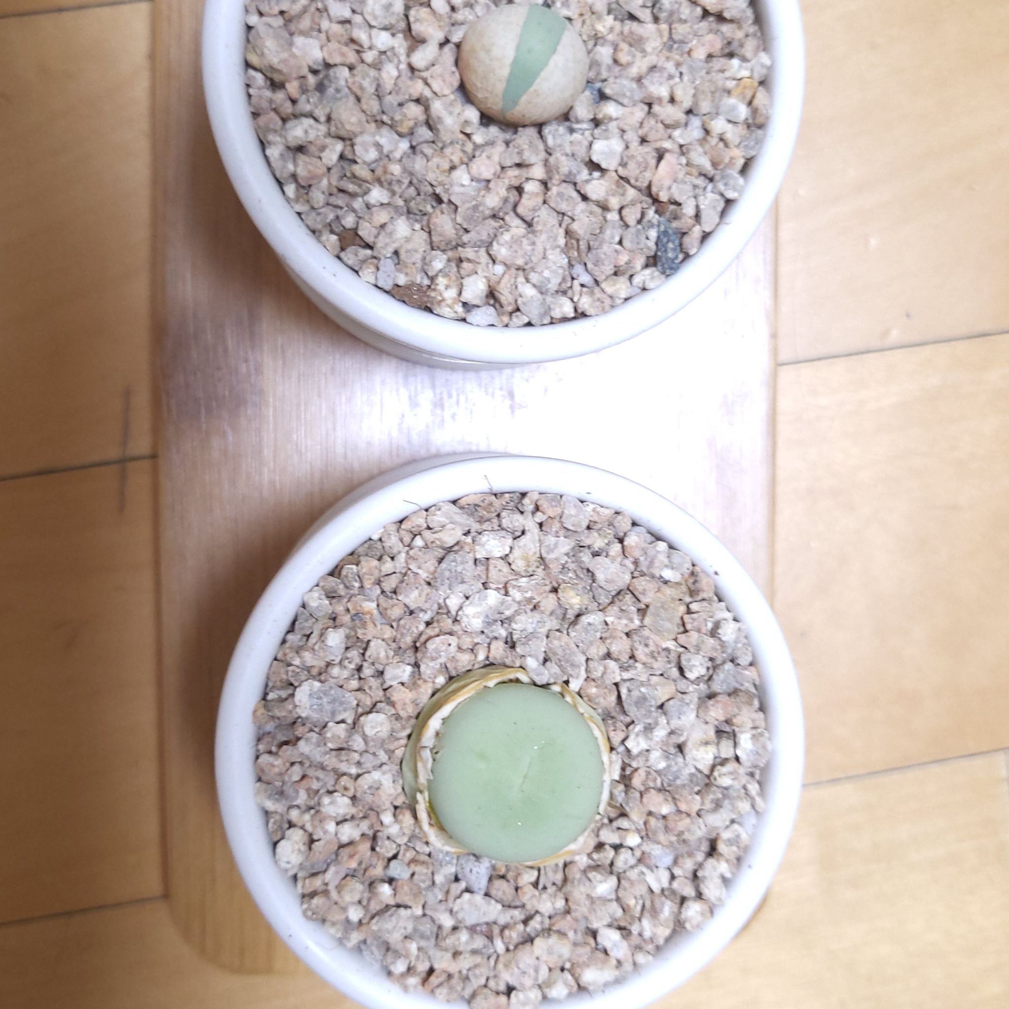 Photo of the plant species Conophytum calculus by @POUTINE named Mando on Greg, the plant care app