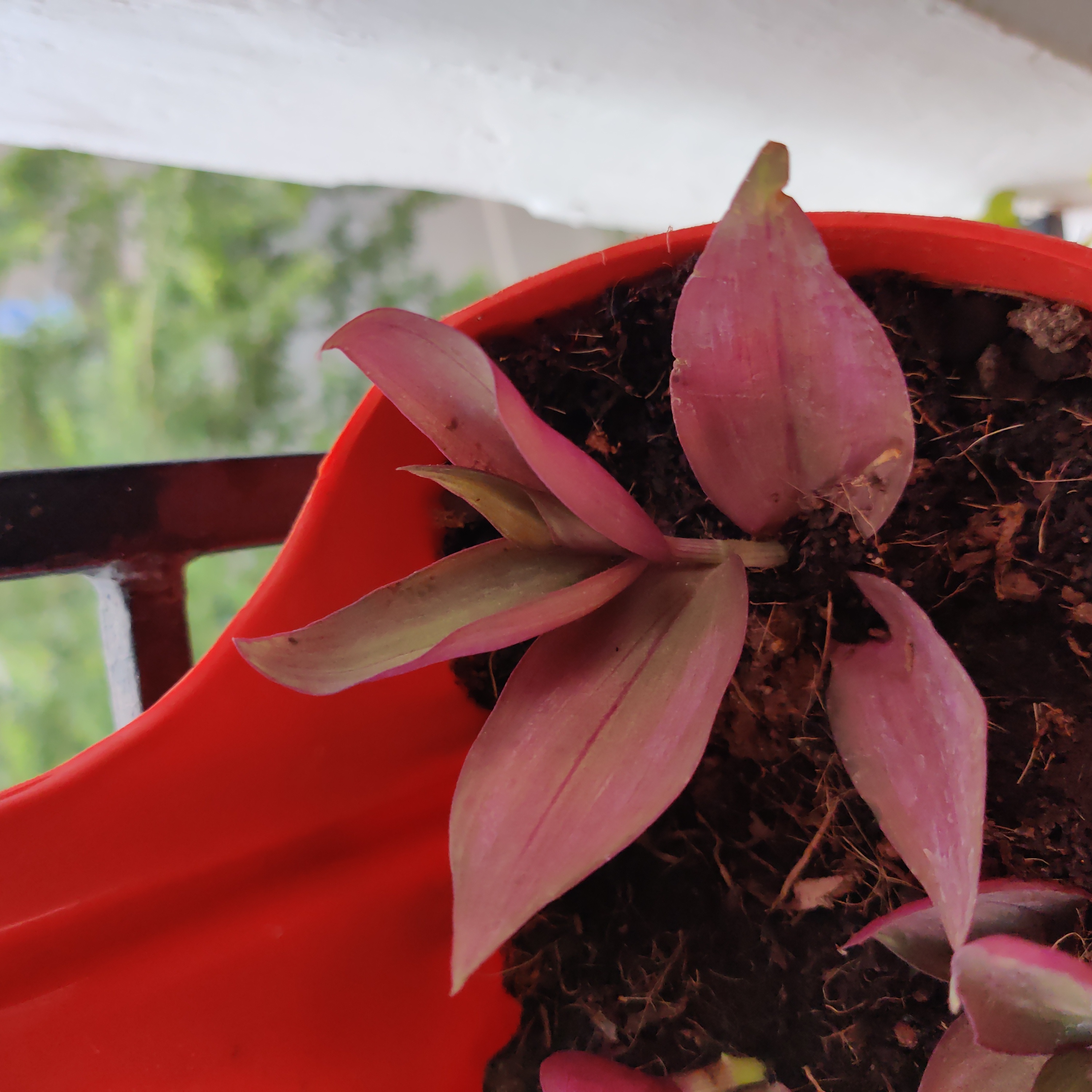Wandering Dude 'Burgundy' plant in a red pot with visible soil.