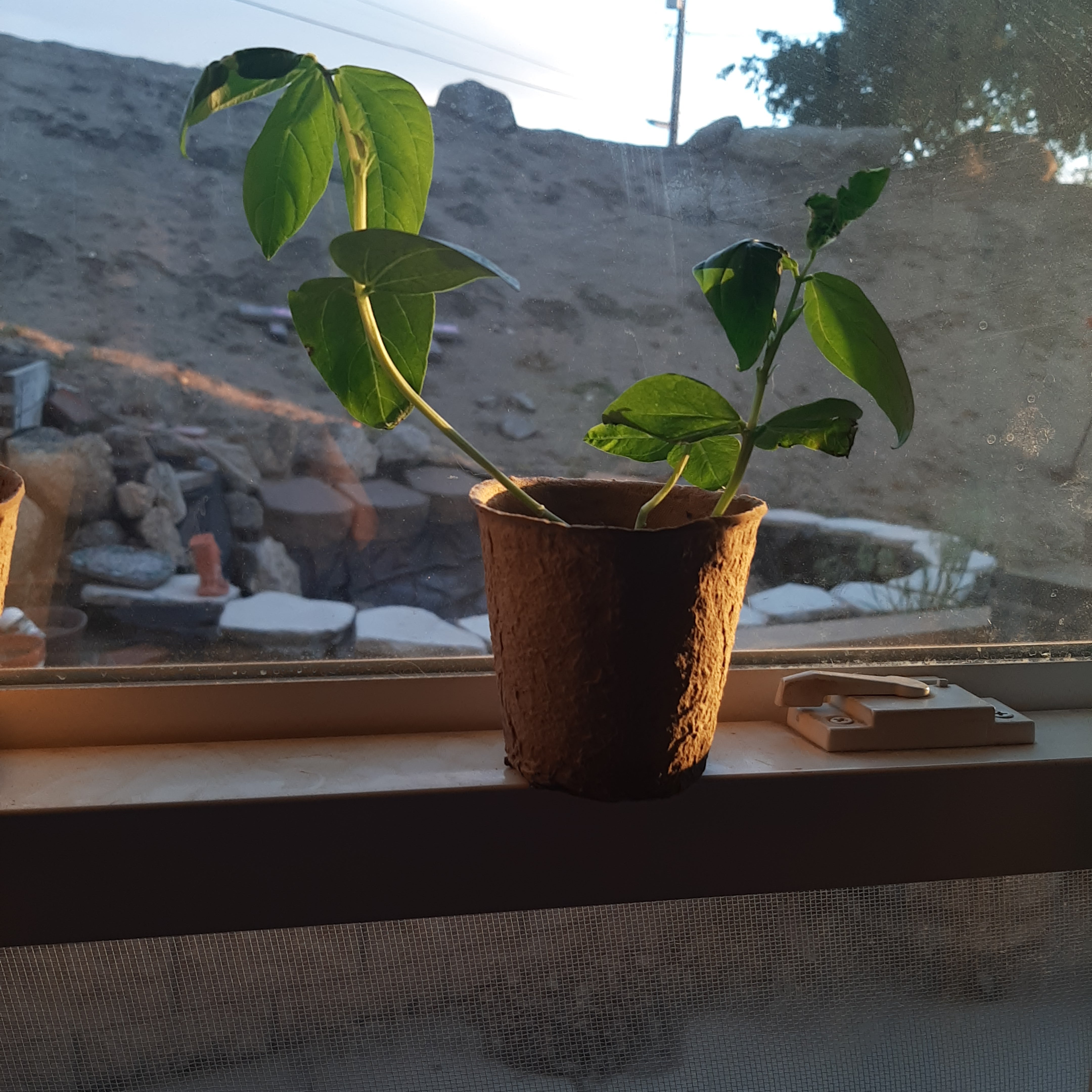 Photo of the plant species cowpea by @BuddingWinika named Bob on Greg, the plant care app