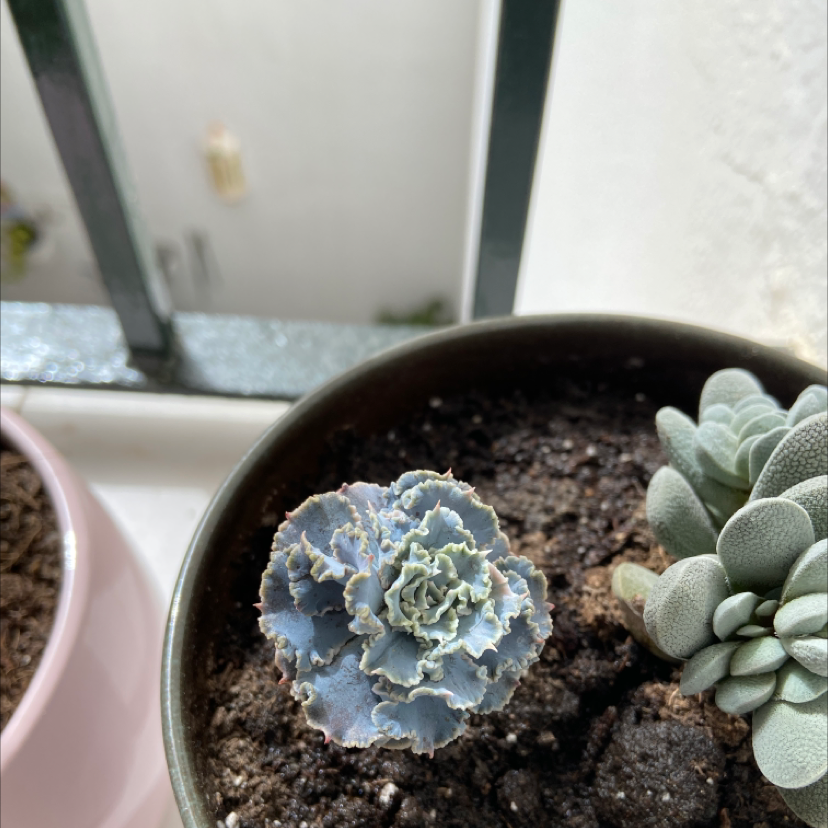 Small blue-green Echeveria succulent with frosted rosette leaves growing in a pot on a windowsill, appearing healthy and well-cared for.