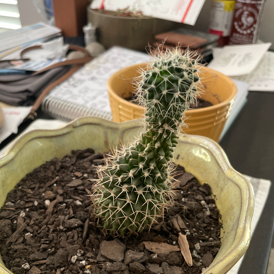 Potted Navajo Bridge Prickly Pear cactus with curved growth pattern in well-draining soil.