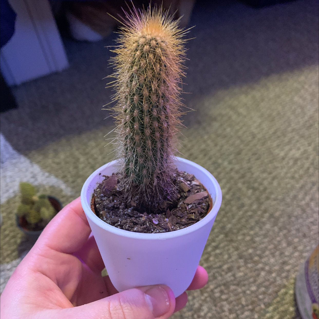 Golden Snakecactus in a white pot, held by a hand.