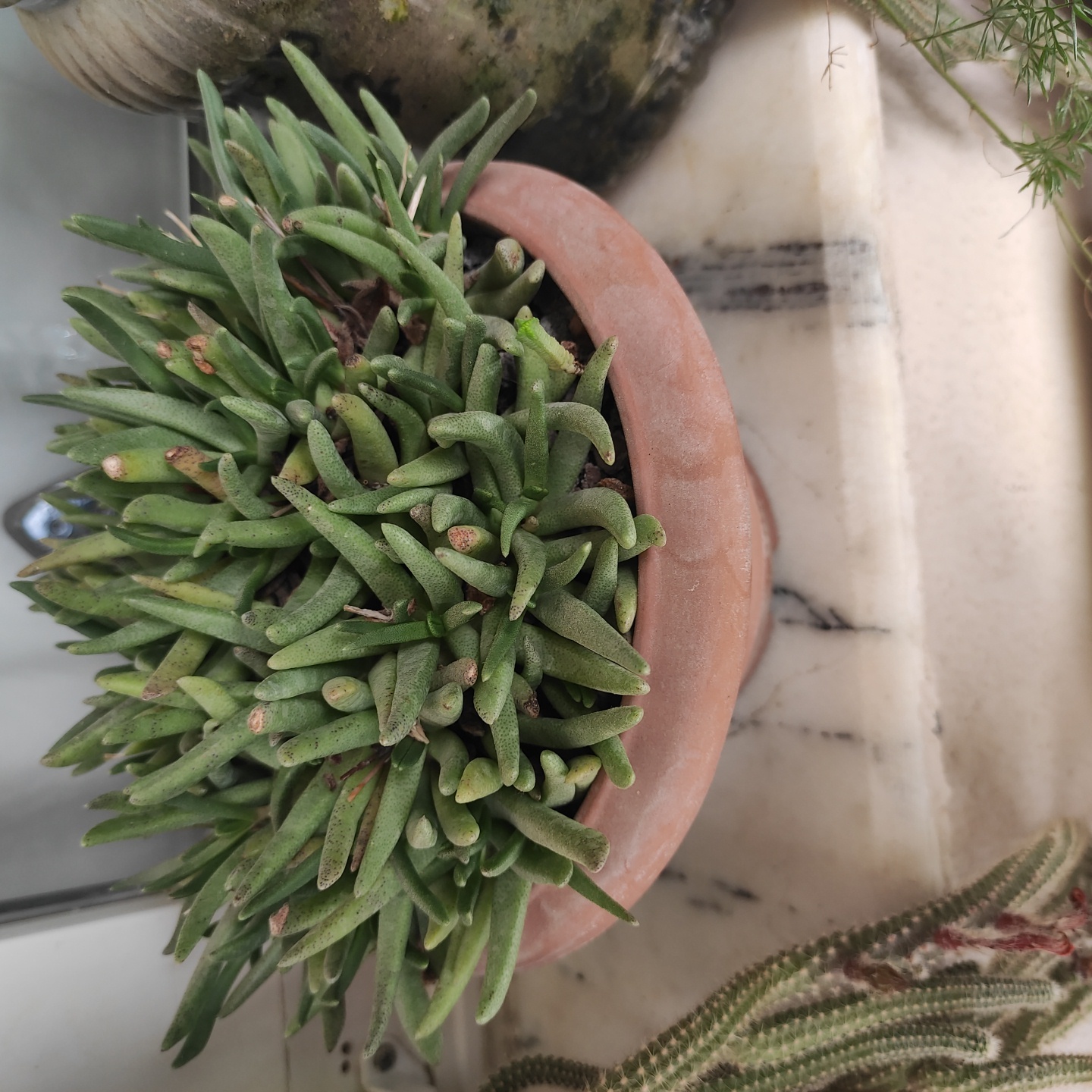 Photo of the plant species Prince Albert Vygie by @SirNinebark named Graso on Greg, the plant care app