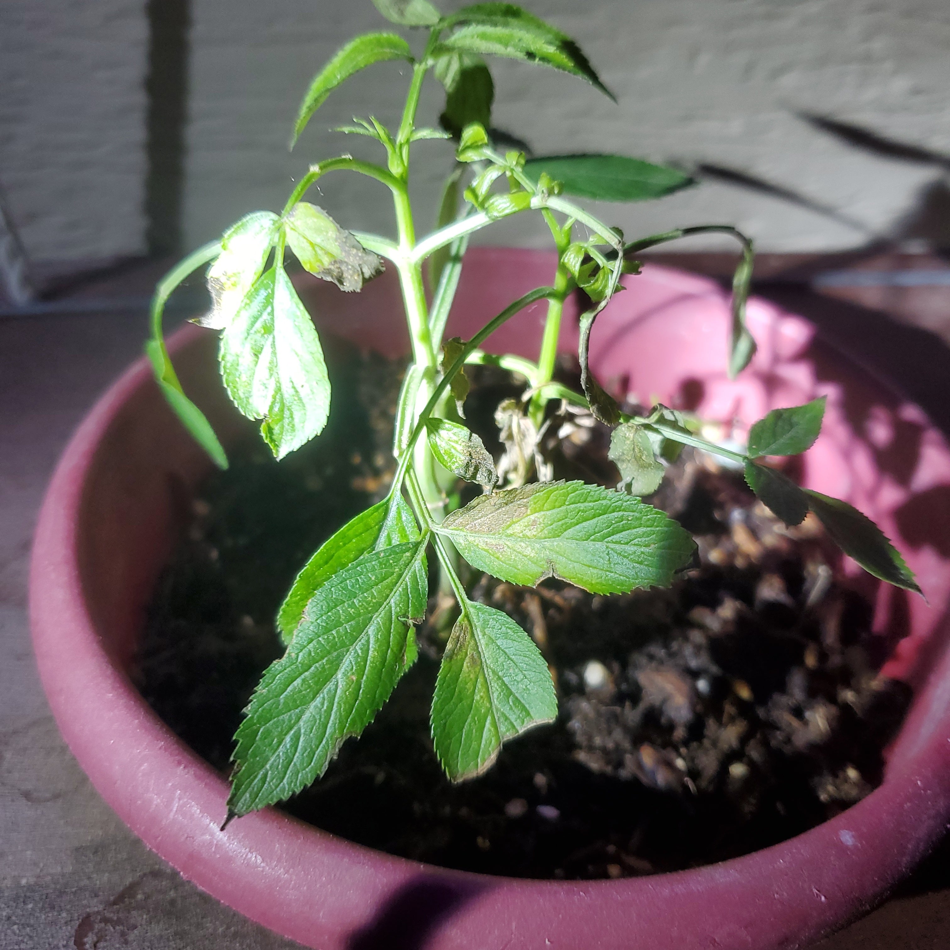 🐞 Why Are There Brown Spots on My Black Elderberry Leaves?