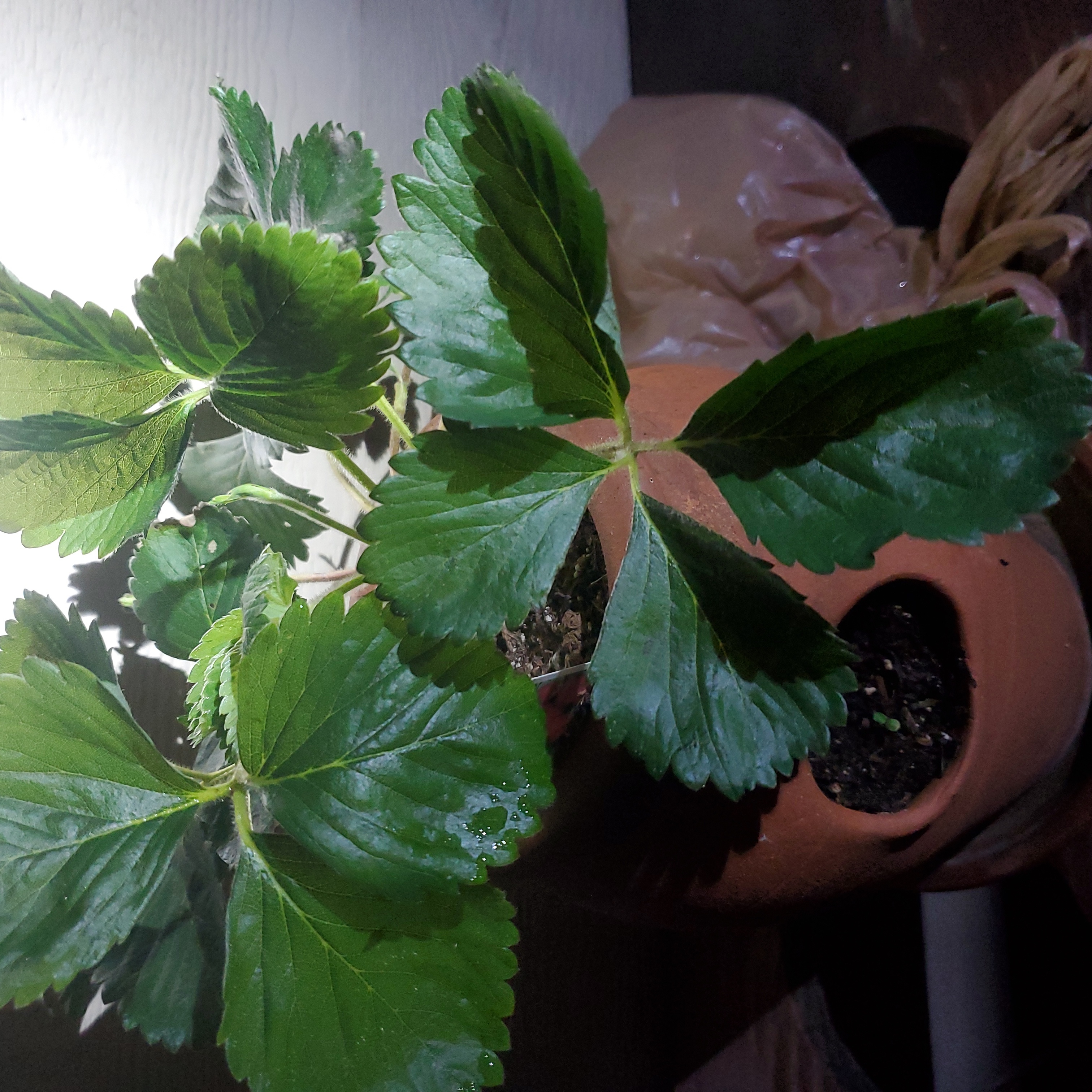 Healthy Mock Strawberry plant with green serrated leaves in a pot.
