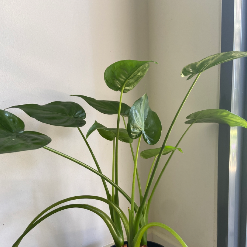 Photo of the plant species Chinese Taro by @NewPlain named Fred on Greg, the plant care app