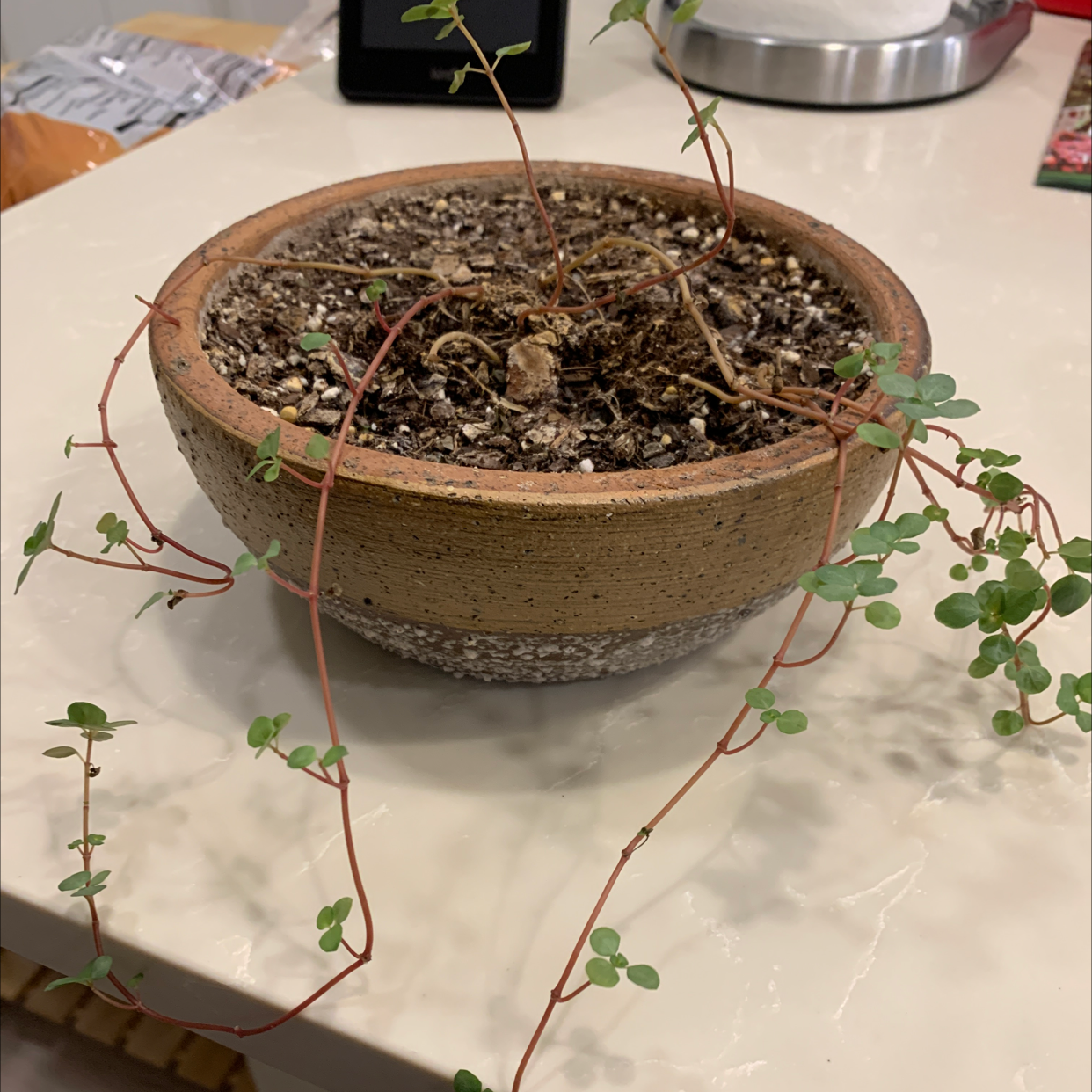 Pilea 'Silver Sparkle' plant in a pot with trailing stems and small green leaves.