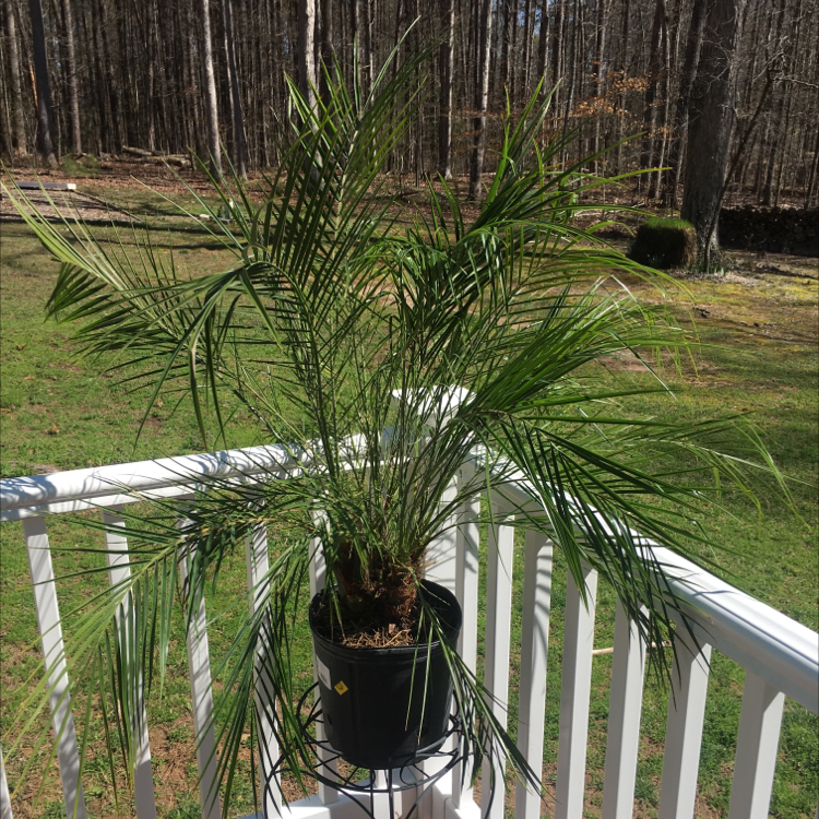 Healthy pygmy date palm in black pot on wooden deck railing outdoors, lush green fronds indicate thriving plant.