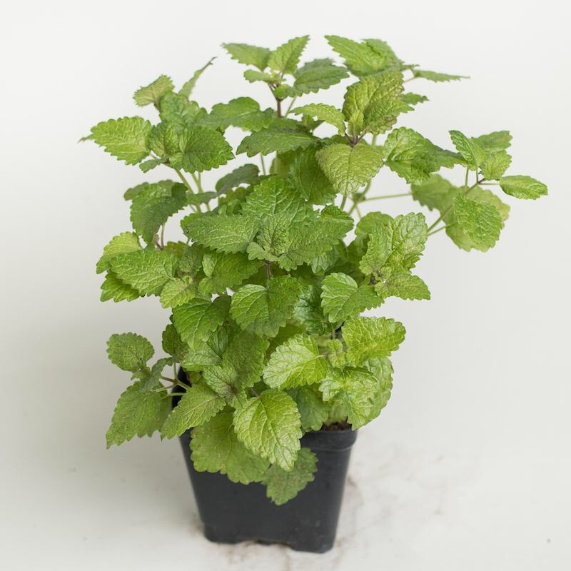 Healthy Lemon Balm plant in a black pot with vibrant green leaves.