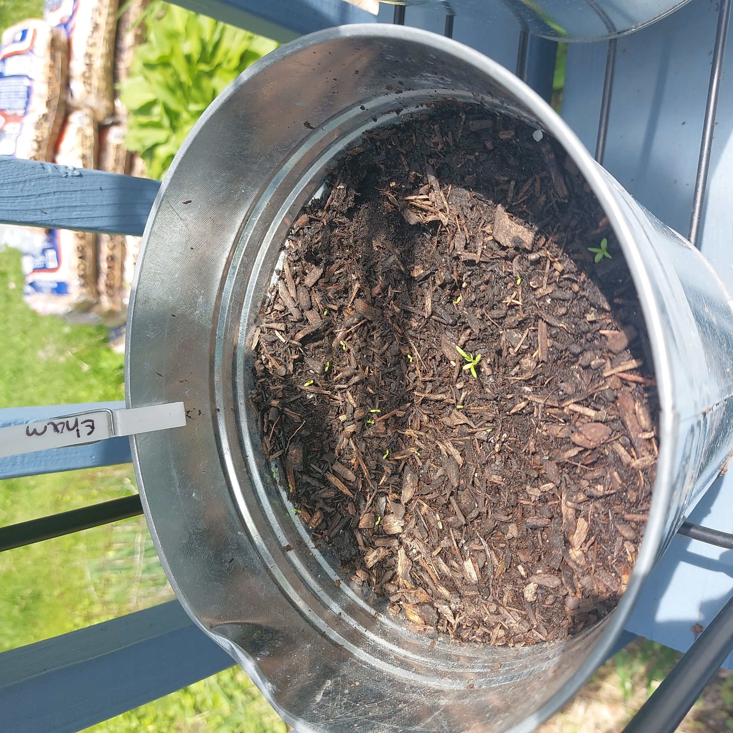 Metal pot with soil and small green chamomile seedlings, labeled 'Chamomile'.