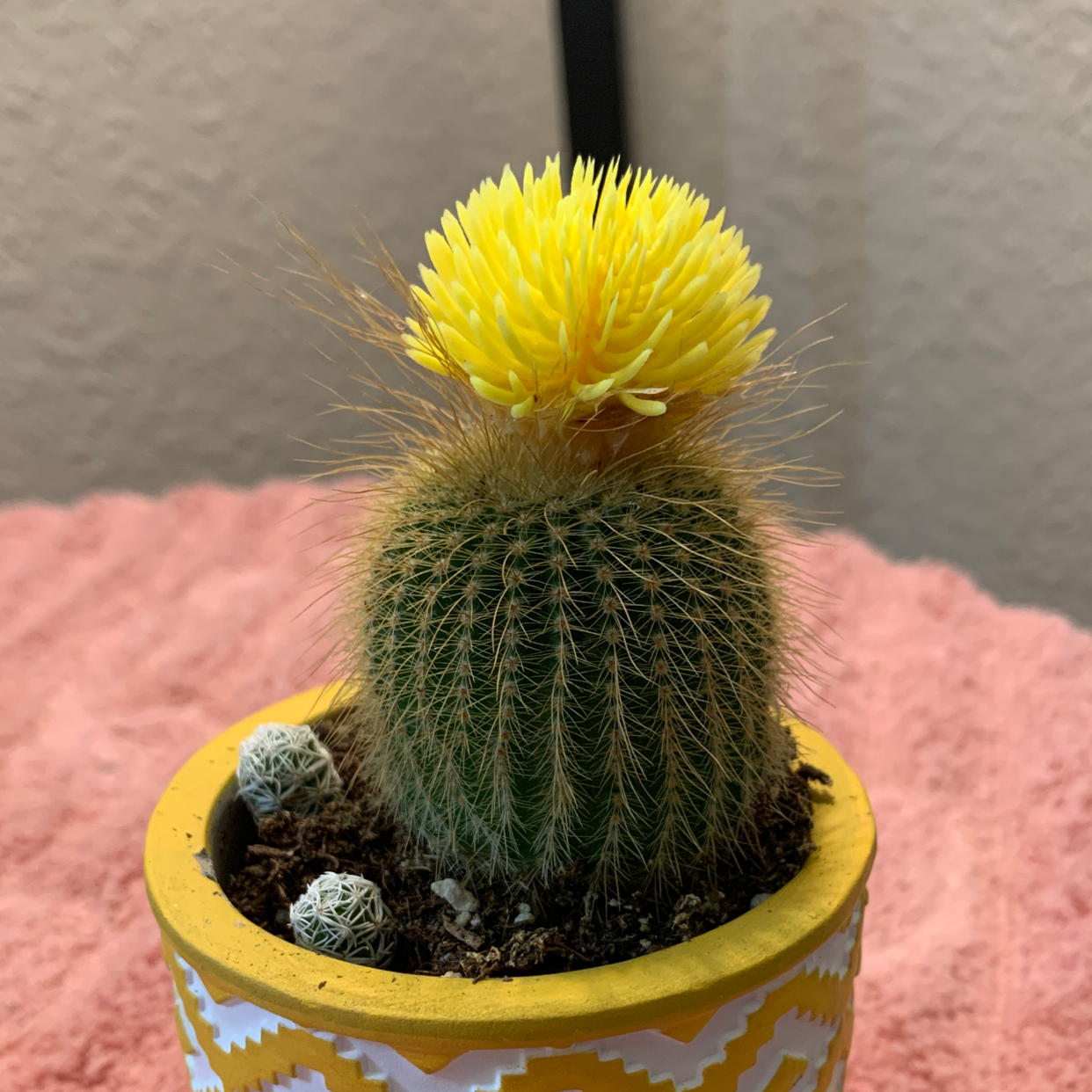 Texas Rainbow Cactus with a yellow flower blooming at the top in a decorative pot.