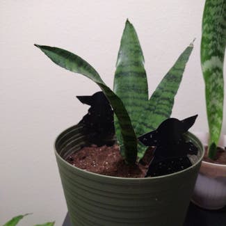 Snake Plant plant in Victor, New York