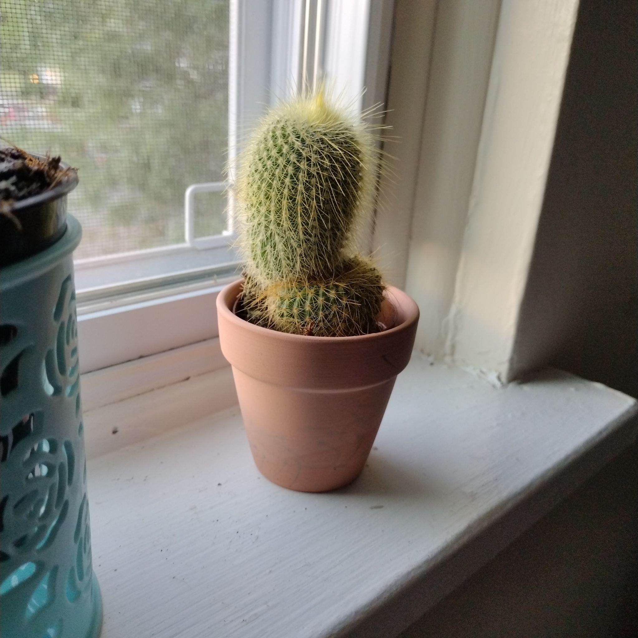 Scarlet Ball Cactus in a terracotta pot on a windowsill.