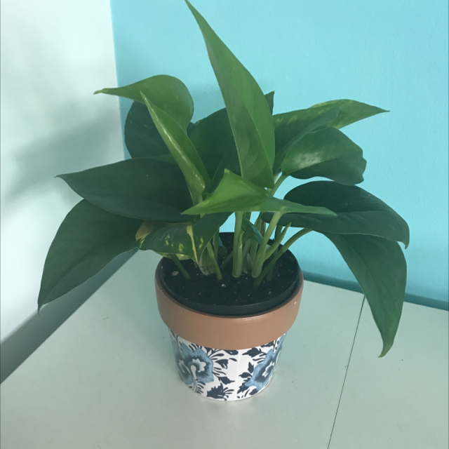 Hawaiian Pothos plant photo by @Rue_Wilson named Lucifer on Greg, the plant care app.