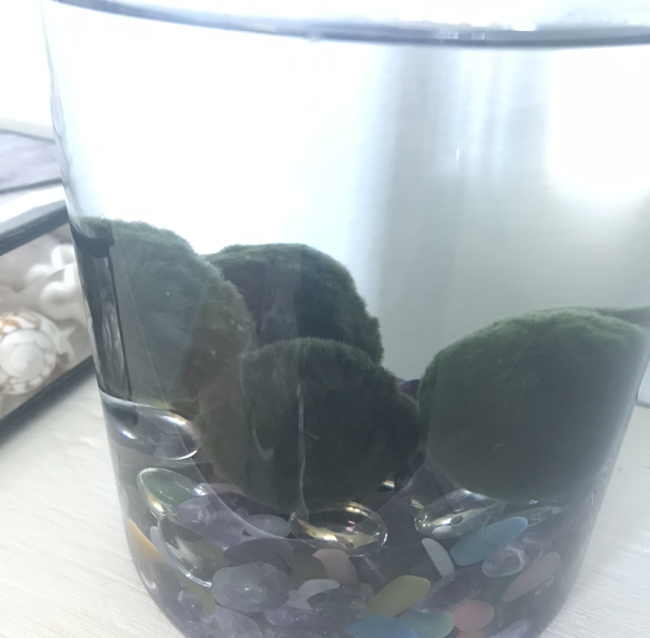 Marimo Moss Balls plant photo by @Rue_Wilson named Team Avatar on Greg, the plant care app.