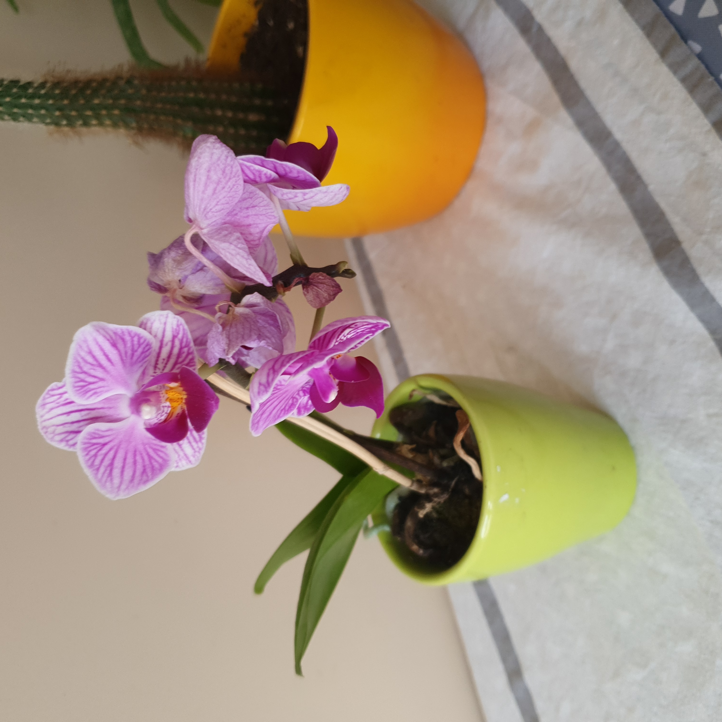 Aphrodite's Phalaenopsis orchid in a green pot with pink flowers, another plant in a yellow pot in the background.