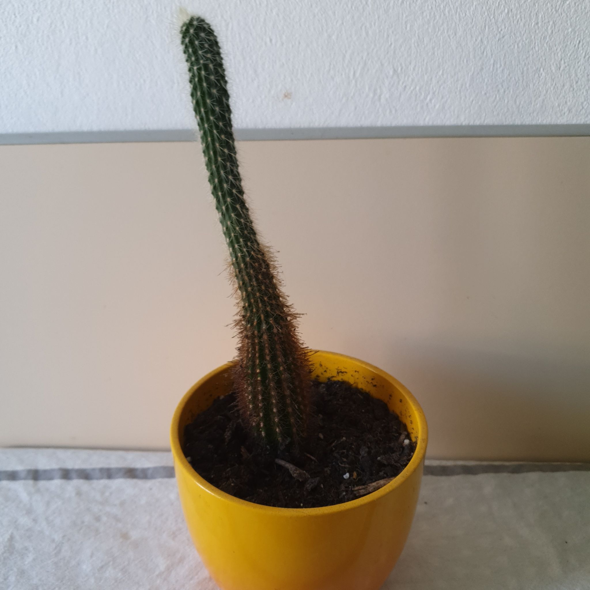 Organ Pipe Cactus in a yellow pot with visible soil, well-framed and in focus.