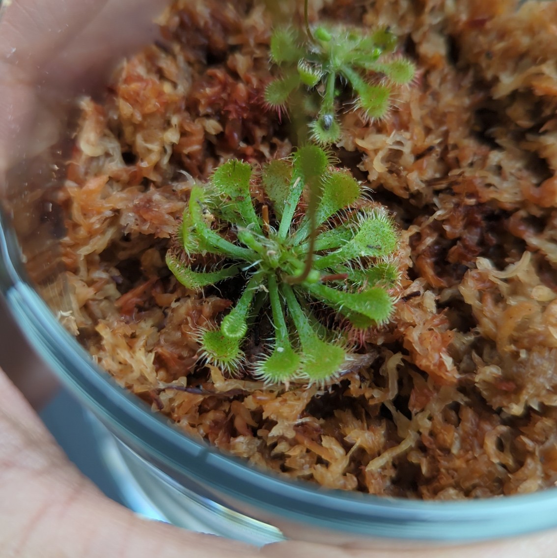 Spoon-Leaved Sundew plant in a container with visible soil and vibrant green leaves.