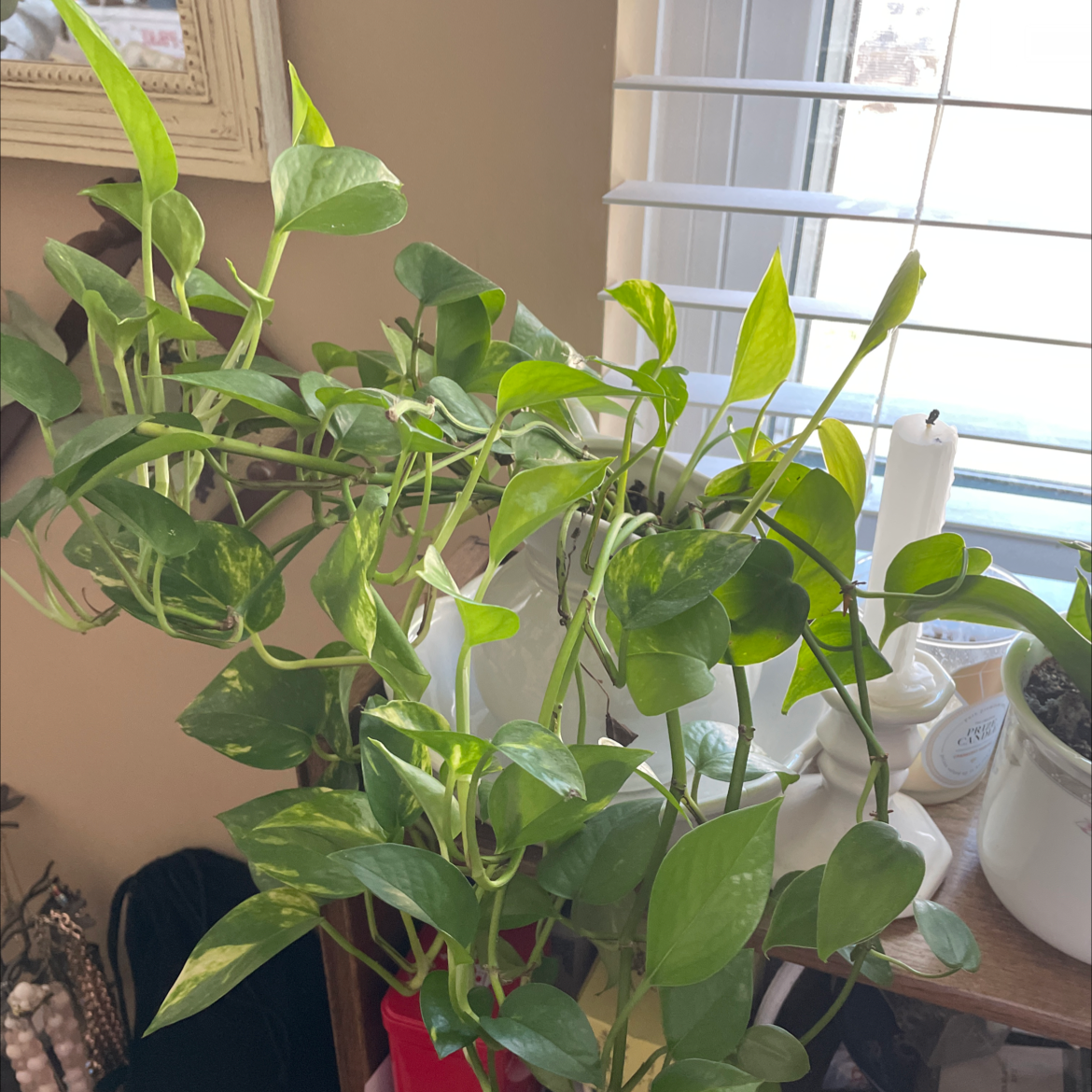 Taro Vine plant photo by @jules11jem named Jane on Greg, the plant care app.