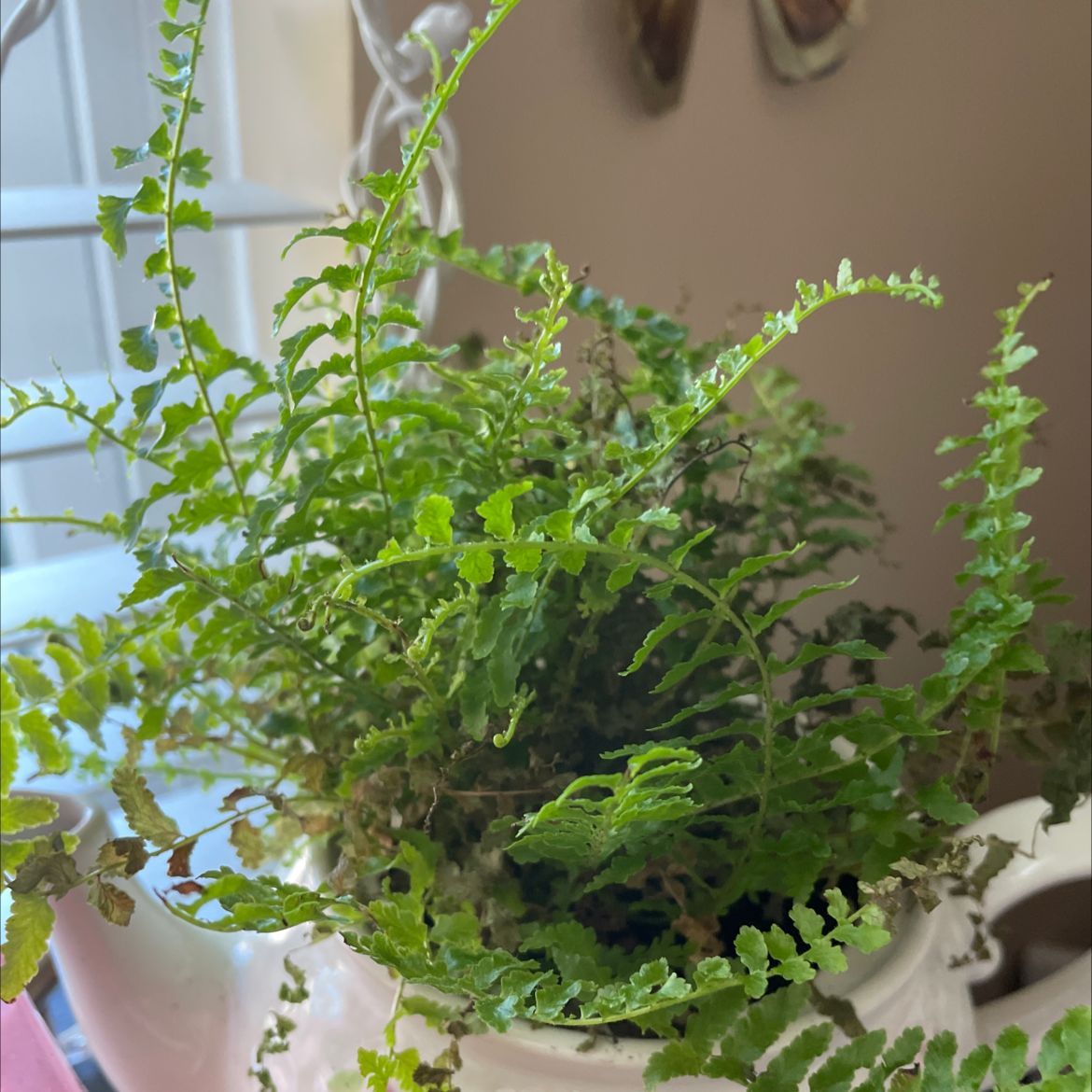 A healthy, thriving Boston Fern with lush green fronds cascading over the sides of its pot near a window.