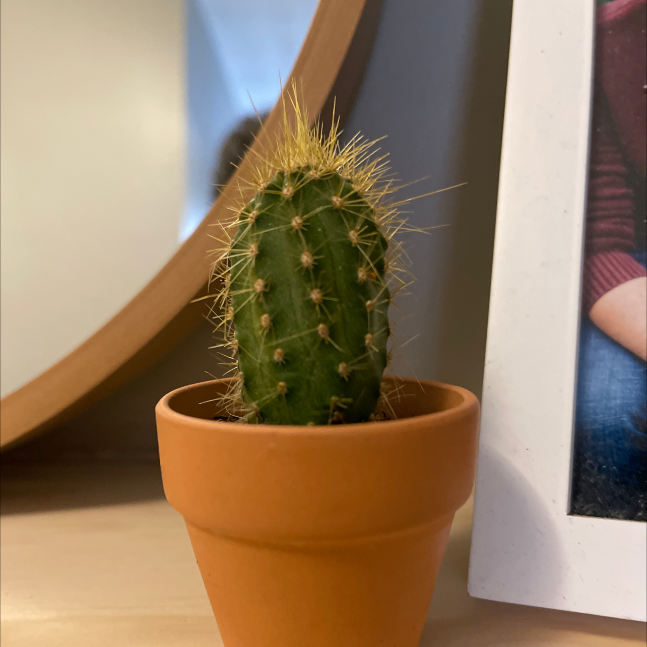 Healthy Simpson hedgehog cactus with oval green body covered in wispy tan spines, planted in a terracotta pot.