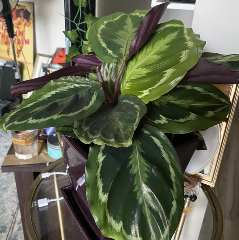 Photo of the plant species Calathea 'Medallion' by @mintqueen named Your plant on Greg, the plant care app