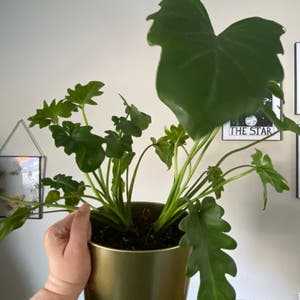 Philodendron Xanadu plant photo by @mintqueen named Your plant on Greg, the plant care app.
