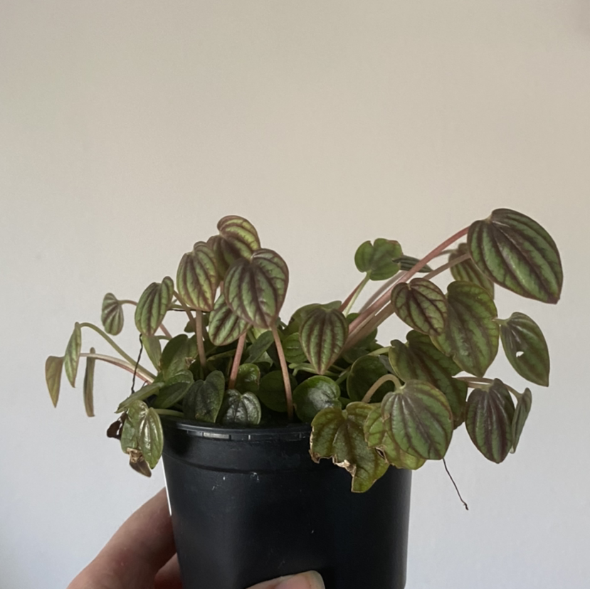 Photo of the plant species Peperomia 'Red Watermelon' by @mintqueen named Your plant on Greg, the plant care app