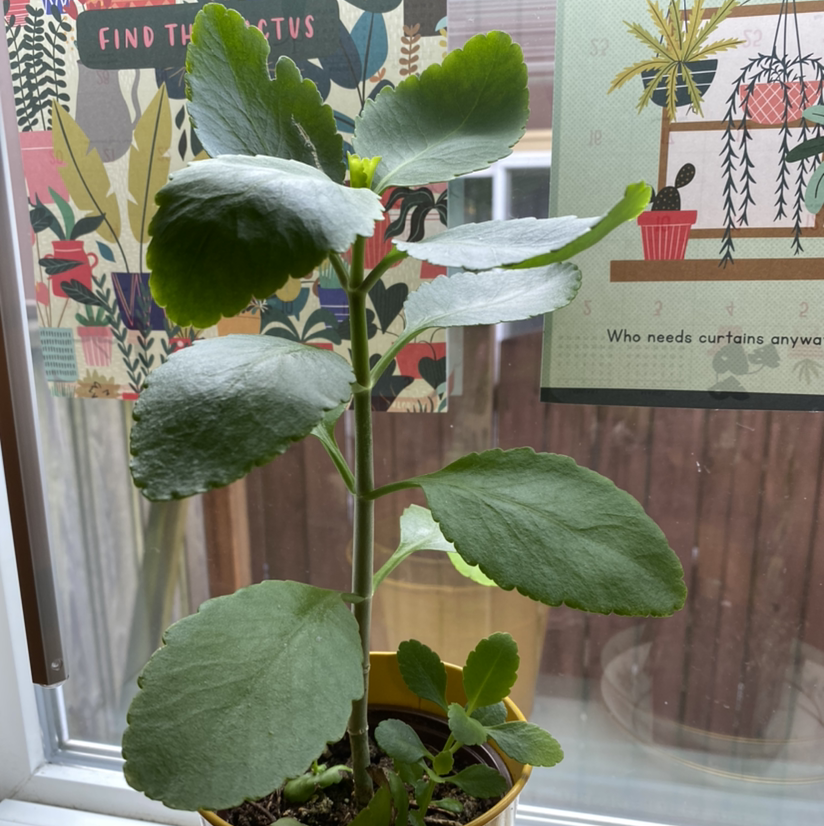 Close-up of a healthy Cathedral Bells plant with large green leaves and fuzzy buds, positioned in front of a decorative window.