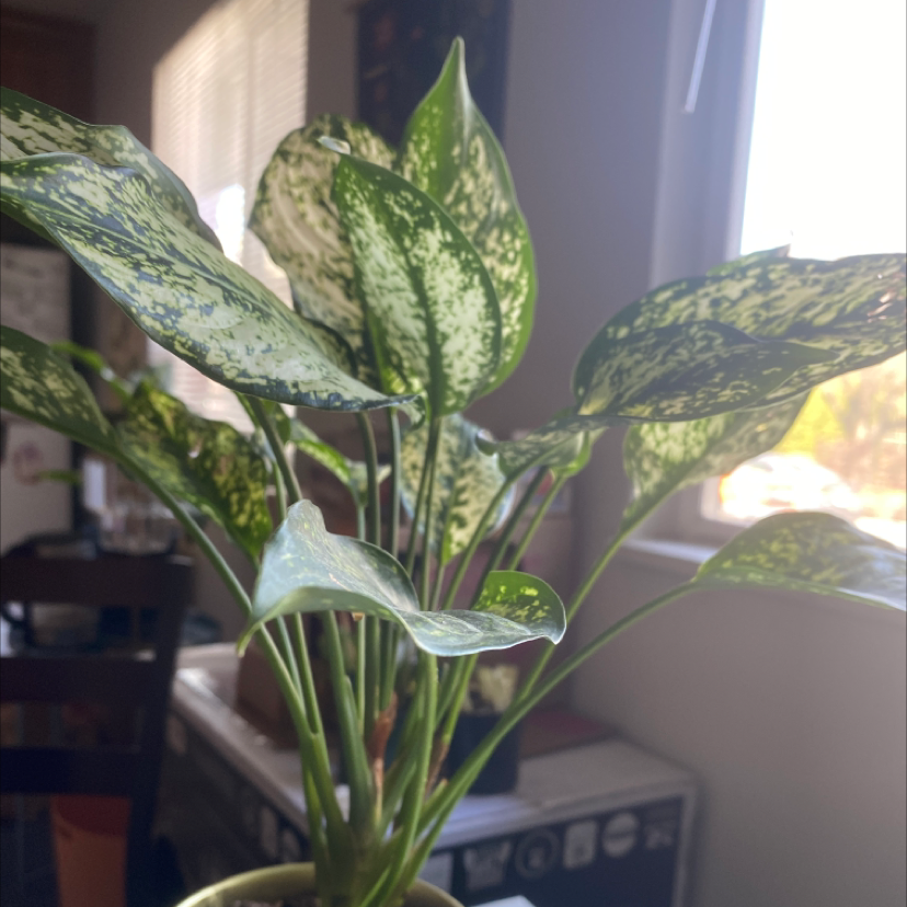 Dieffenbachia plant photo by @mintqueen named minerva on Greg, the plant care app.