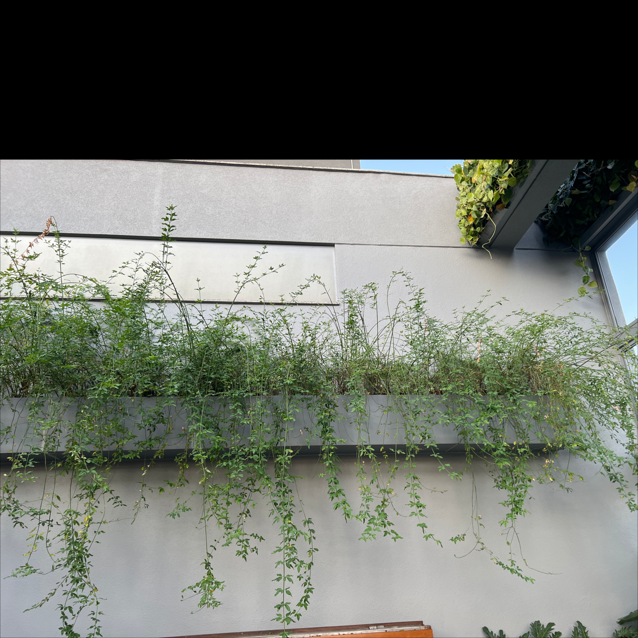 Corkscrew Willow plant growing in a planter on a balcony with green foliage.