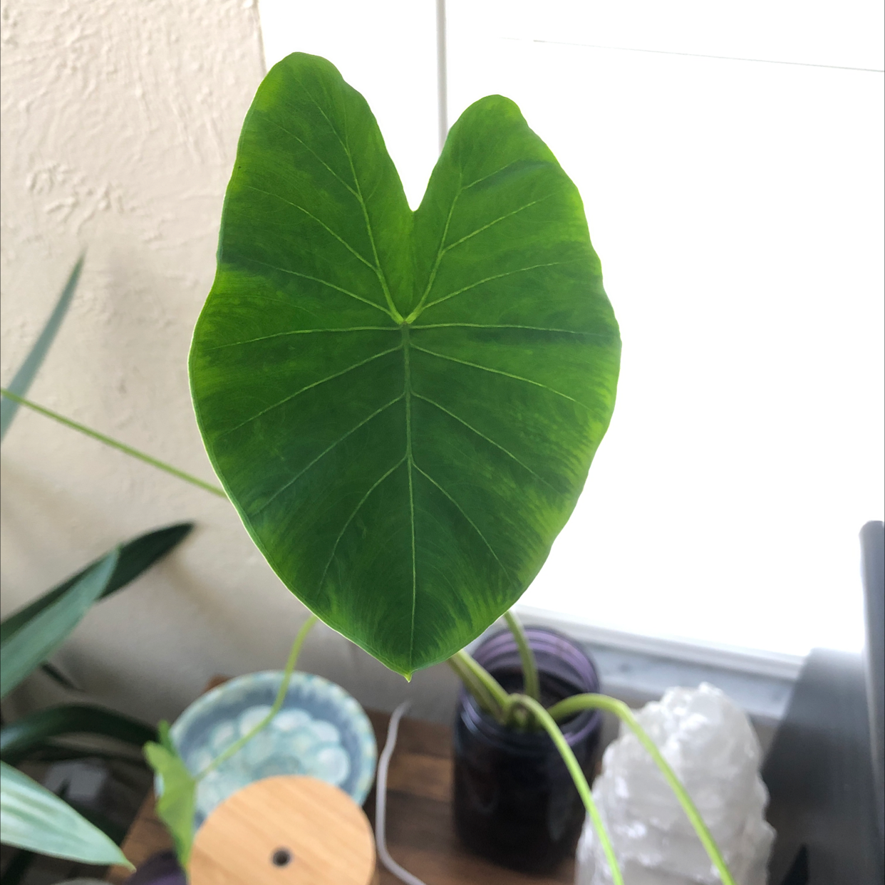 Photo of the plant species Taro by @Amill named Chaz on Greg, the plant care app