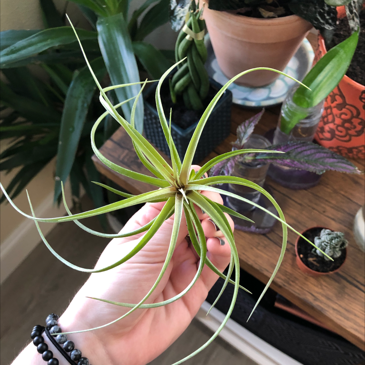 A healthy Pink Quill Plant (Tillandsia cyanea) being held by a hand, with other plants in the background.