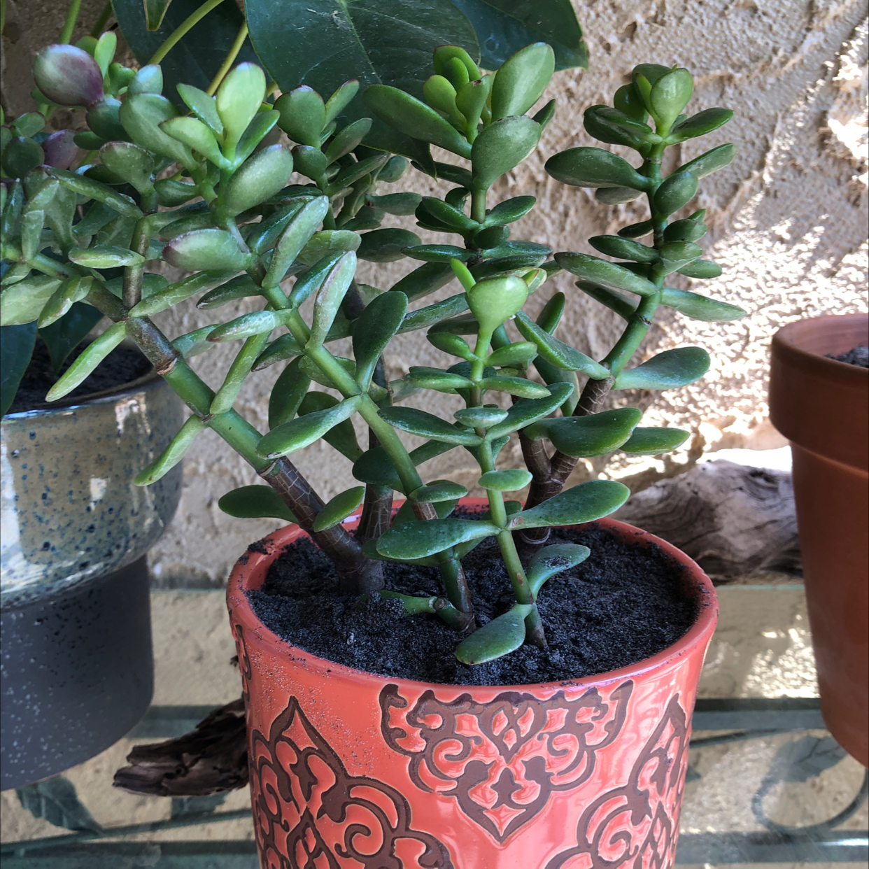 Lucky Plant plant photo by @Amill named Dax on Greg, the plant care app.